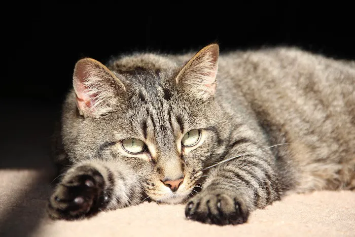 Dr. Fausel's Home Veterinary Care 12