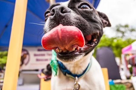 Dr. Fausel's Home Veterinary Care