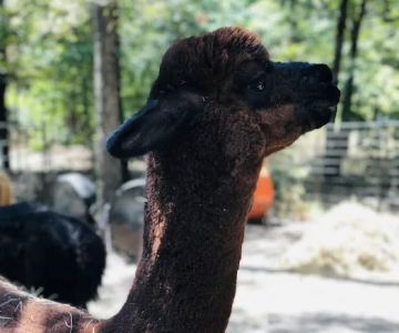 Timber Lodge Alpacas