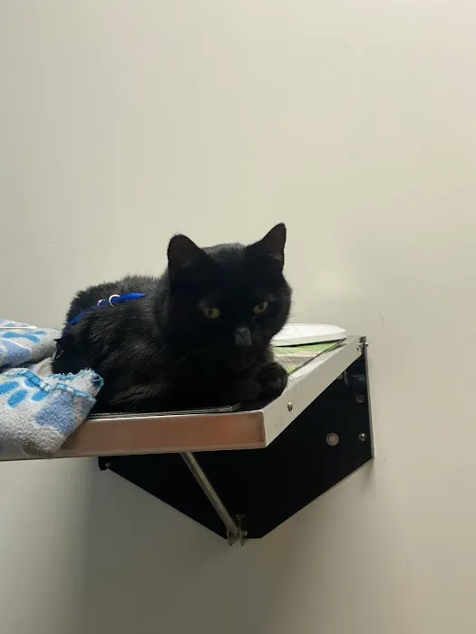 PetHealth UrgentCare - Wyomissing 12