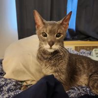 PetHealth UrgentCare - Wyomissing ico