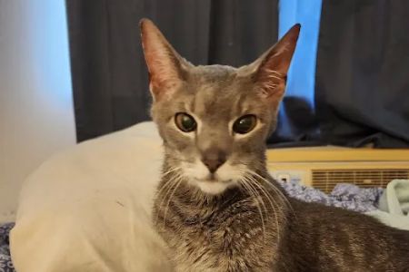 PetHealth UrgentCare - Wyomissing