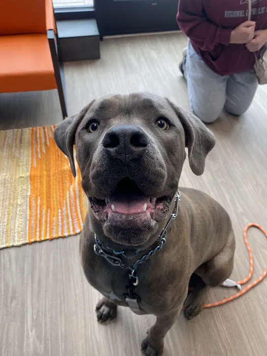 PetHealth UrgentCare - Wyomissing 12