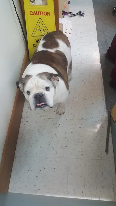 Brownstown Animal Hospital 12