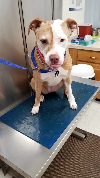Brownstown Animal Hospital 12