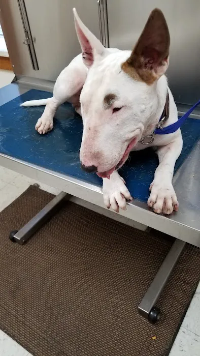 Brownstown Animal Hospital 12