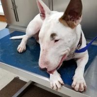 Brownstown Animal Hospital ico