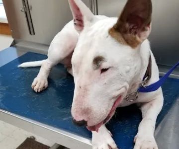 Brownstown Animal Hospital