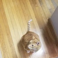 Metro Pet Vet Leola ico