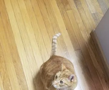 Metro Pet Vet Leola