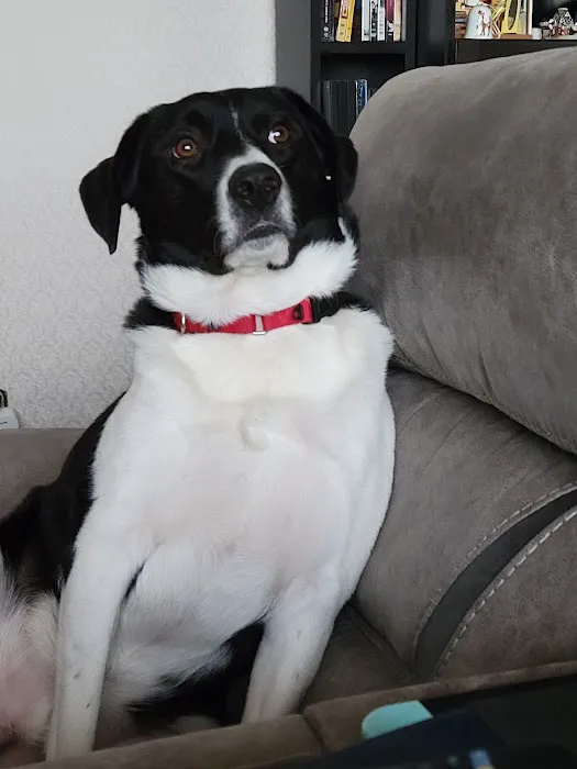 Metro Pet Vet Leola 3