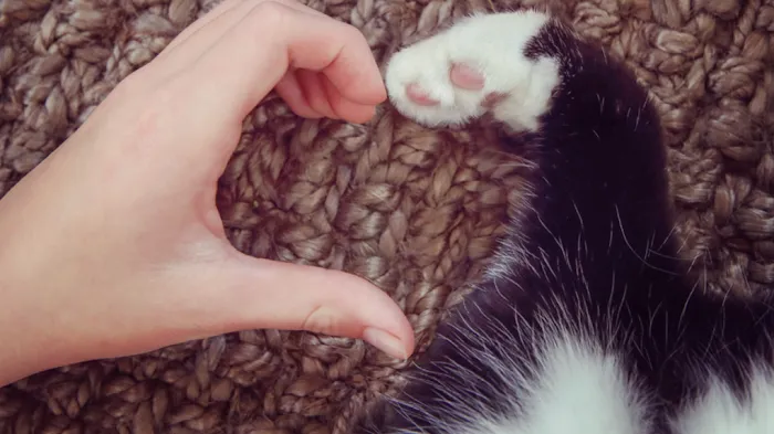 Metro Pet Vet Leola 5