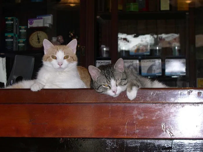 The Cocalico Cat & Gingham Dog Animal Hospital 5