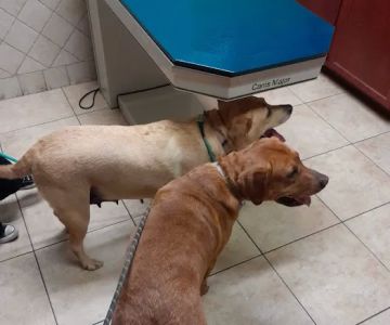 The Cocalico Cat & Gingham Dog Animal Hospital
