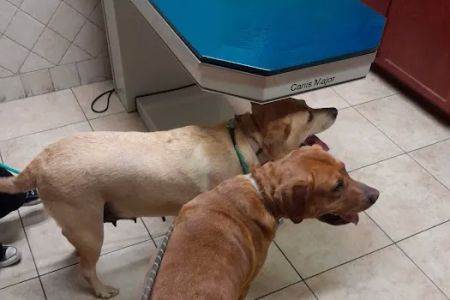 The Cocalico Cat & Gingham Dog Animal Hospital