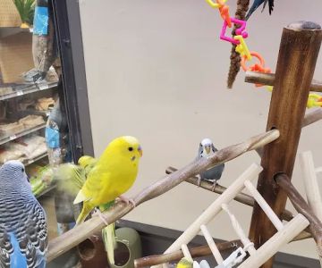 Petco