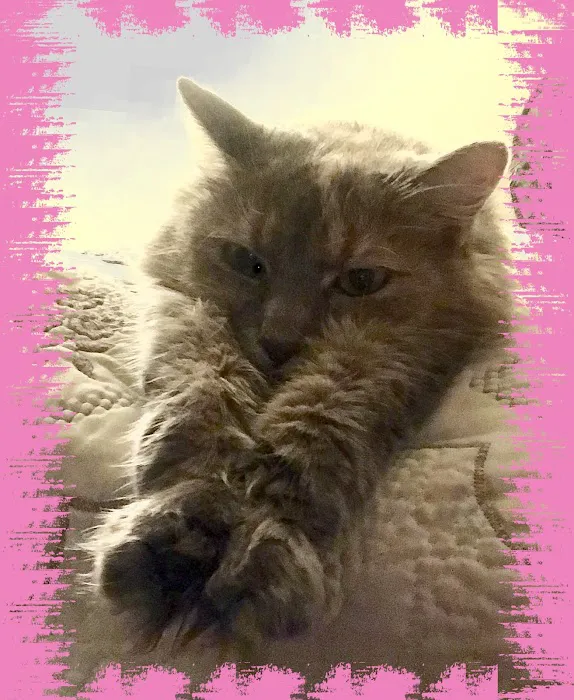 All Paws Animal Wellness Clinic 12