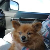 All Paws Animal Wellness Clinic ico