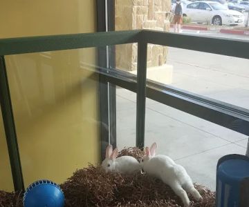 Petland Frisco