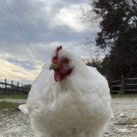 Basin Run Animal Hospital ico