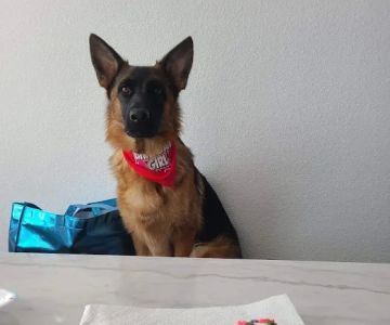 The Canine Cookie Company