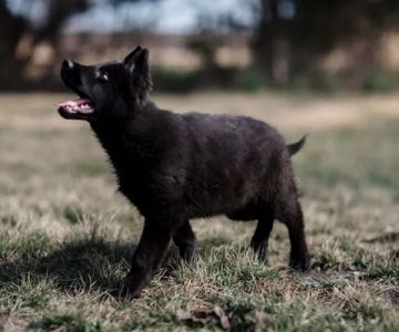 German Shepherd Dallas