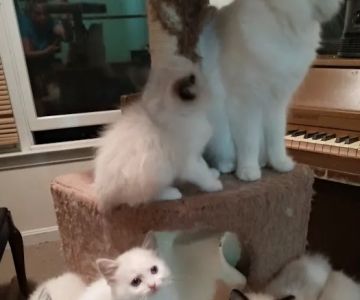 Castletopdolls Ragdolls