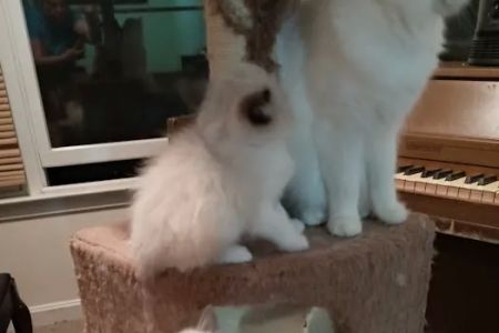 Castletopdolls Ragdolls