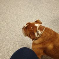 Wakefield Animal Hospital ico