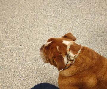 Wakefield Animal Hospital