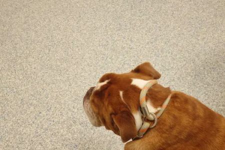Wakefield Animal Hospital