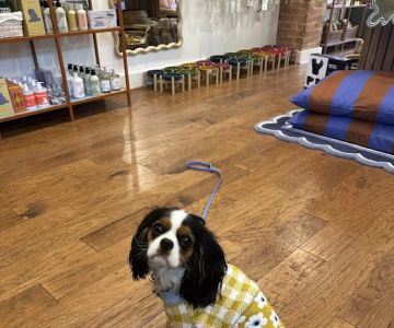 Lucky Pup Dog Shop