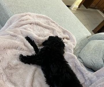 Pettito