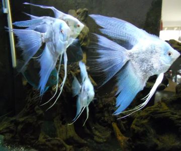 Tidy Waves Aquarium Service