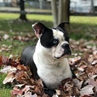 Swan Creek Veterinary Clinic ico
