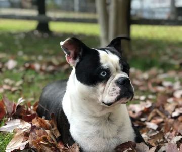Swan Creek Veterinary Clinic