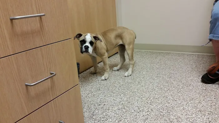 Swan Creek Veterinary Clinic 12