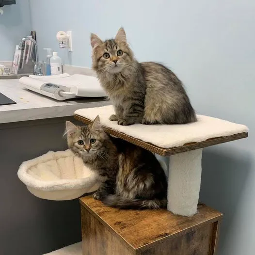 Willow Grace Veterinary Hospital 12