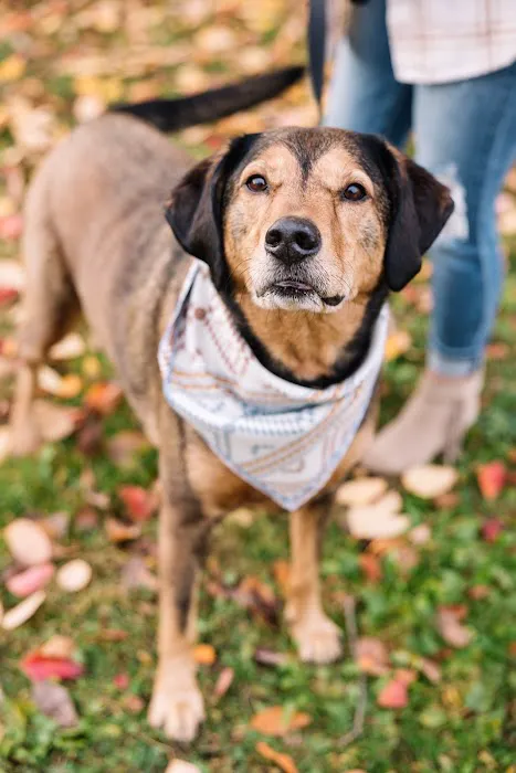Willow Grace Veterinary Hospital 12