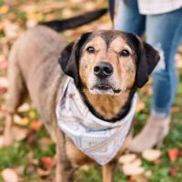 Willow Grace Veterinary Hospital ico