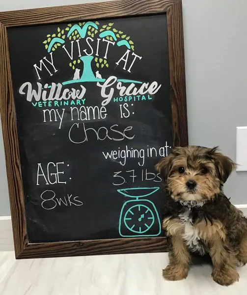 Willow Grace Veterinary Hospital 12