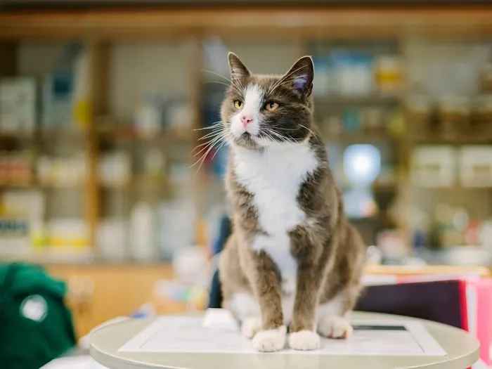 Vida Veterinary Urgent Care 12