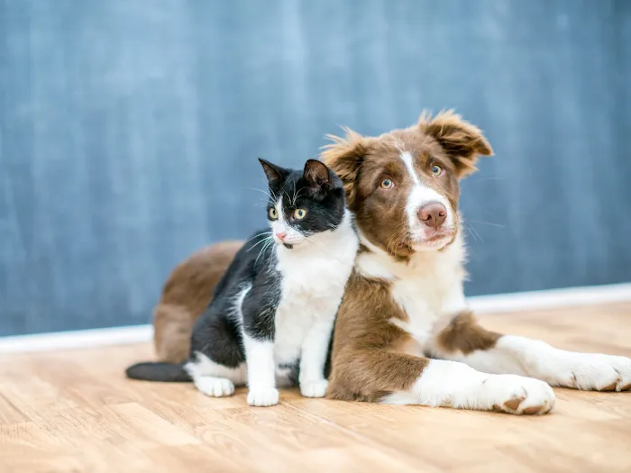 Vida Veterinary Urgent Care 12