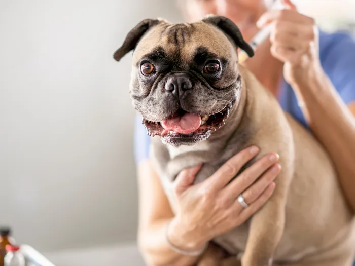 Vida Veterinary Urgent Care 12