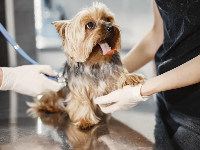 Vida Veterinary Urgent Care 12