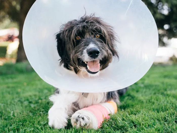 Vida Veterinary Urgent Care 12