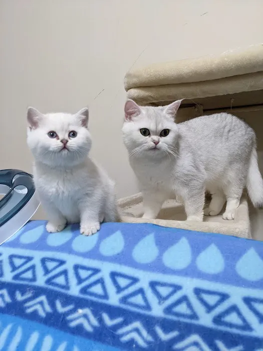 RoyalPlushBrits Cattery 12