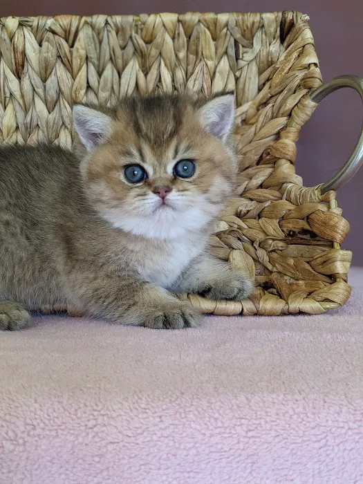 RoyalPlushBrits Cattery 12