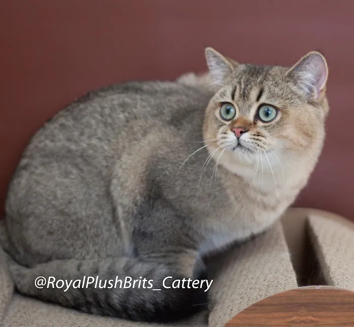 RoyalPlushBrits Cattery 12
