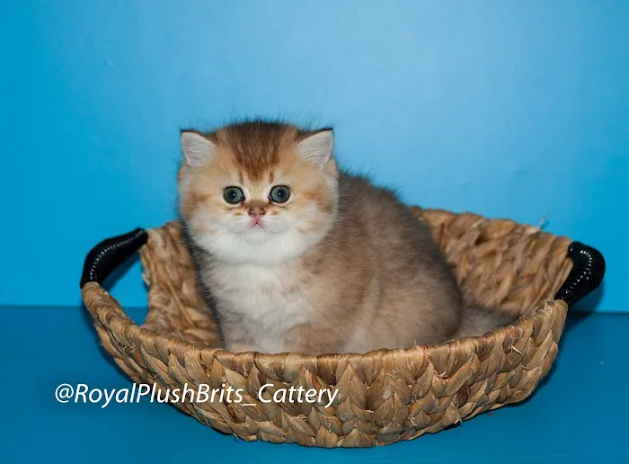 RoyalPlushBrits Cattery 12